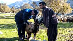 آمادگی دامپزشکی خوزستان برای مواجهه با تغییرات فصلی